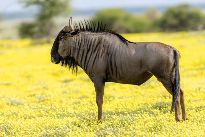 Photographie Thierry Vallée - photo animalière - Namibie