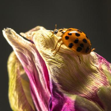 #thierryvallée #macro #coccinelle
