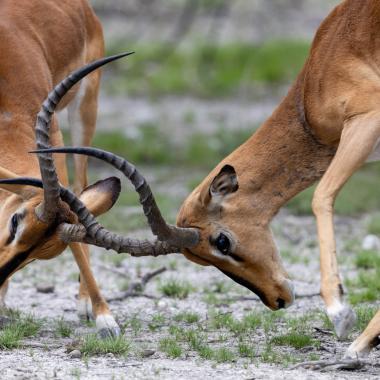 Photographie Thierry Vallée - photo animalière - Namibie