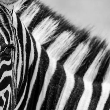Photographie Thierry Vallée - photo animalière - Namibie